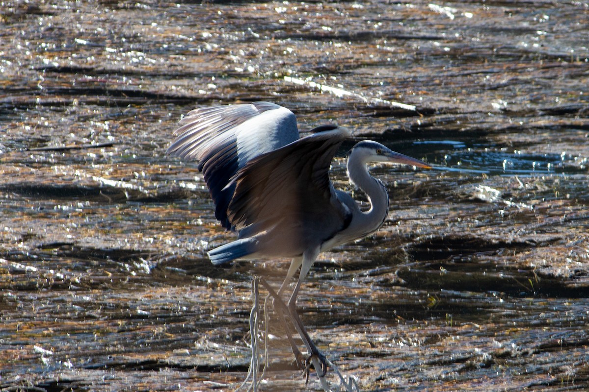 Gray Heron - ML633893669