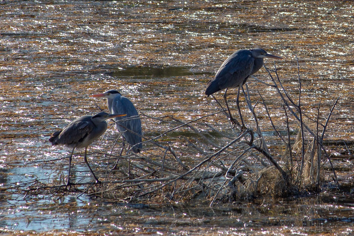 Gray Heron - ML633893671