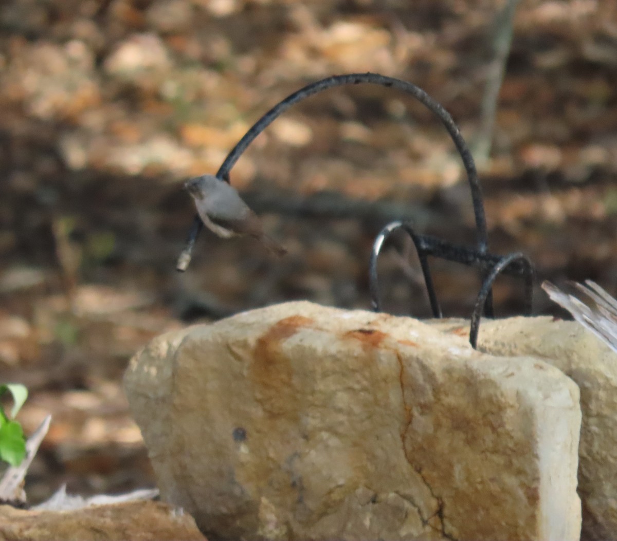 Bushtit (Interior) - ML633893685