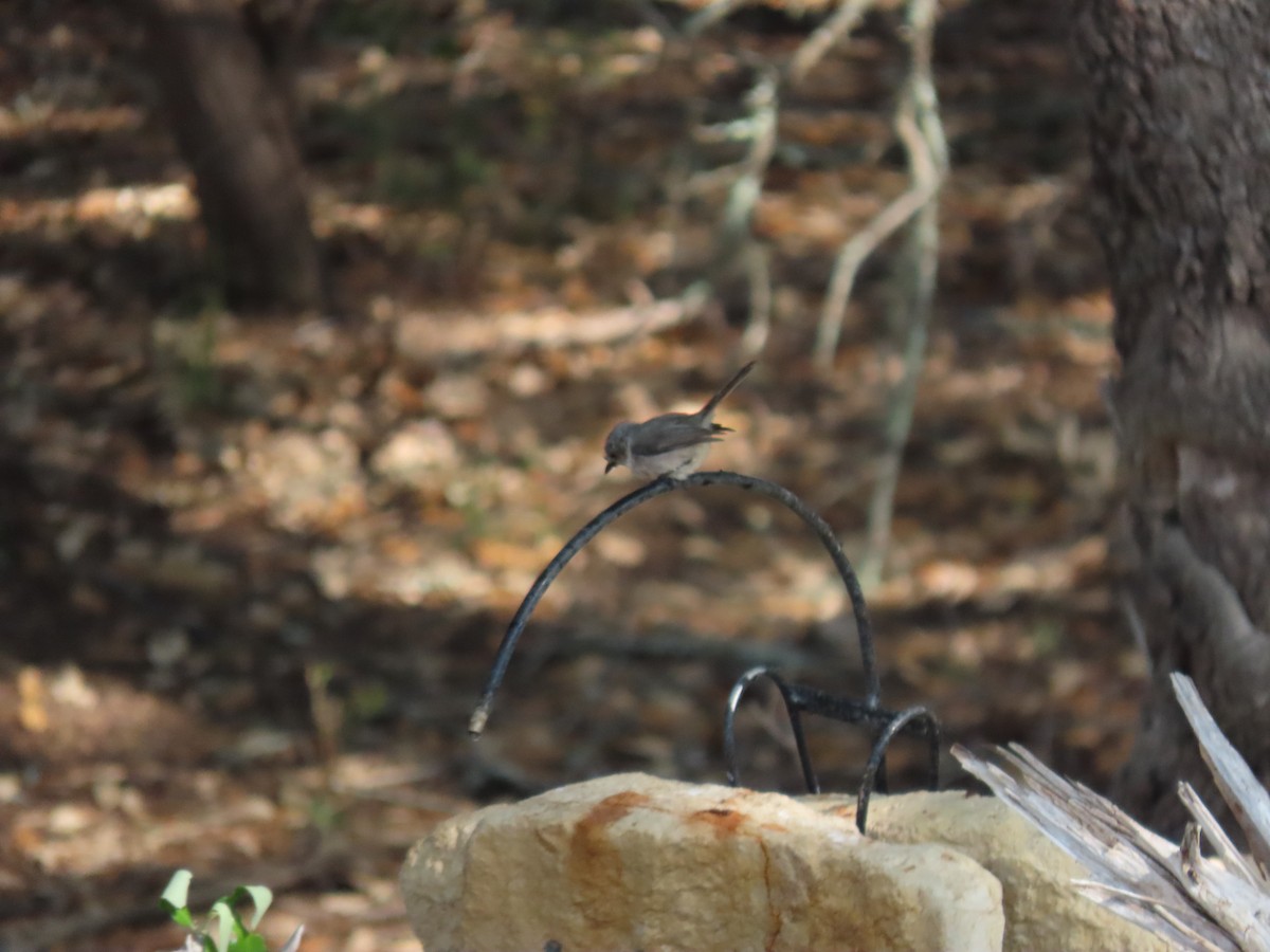 Bushtit - ML633893691