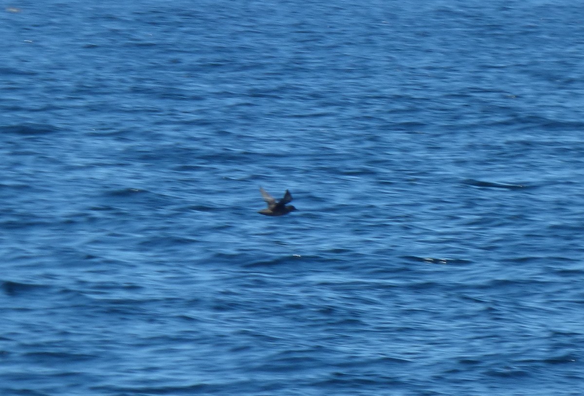Sooty Shearwater - ML63389371