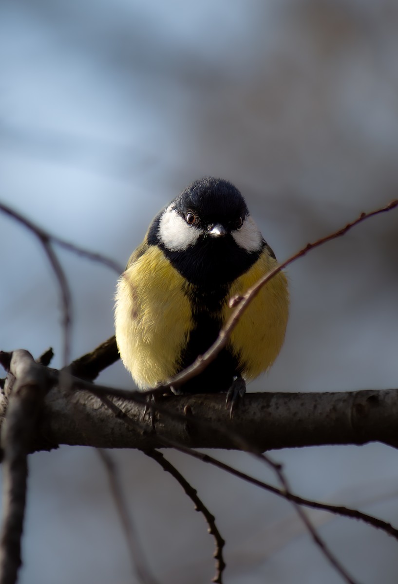 Great Tit - ML633893717