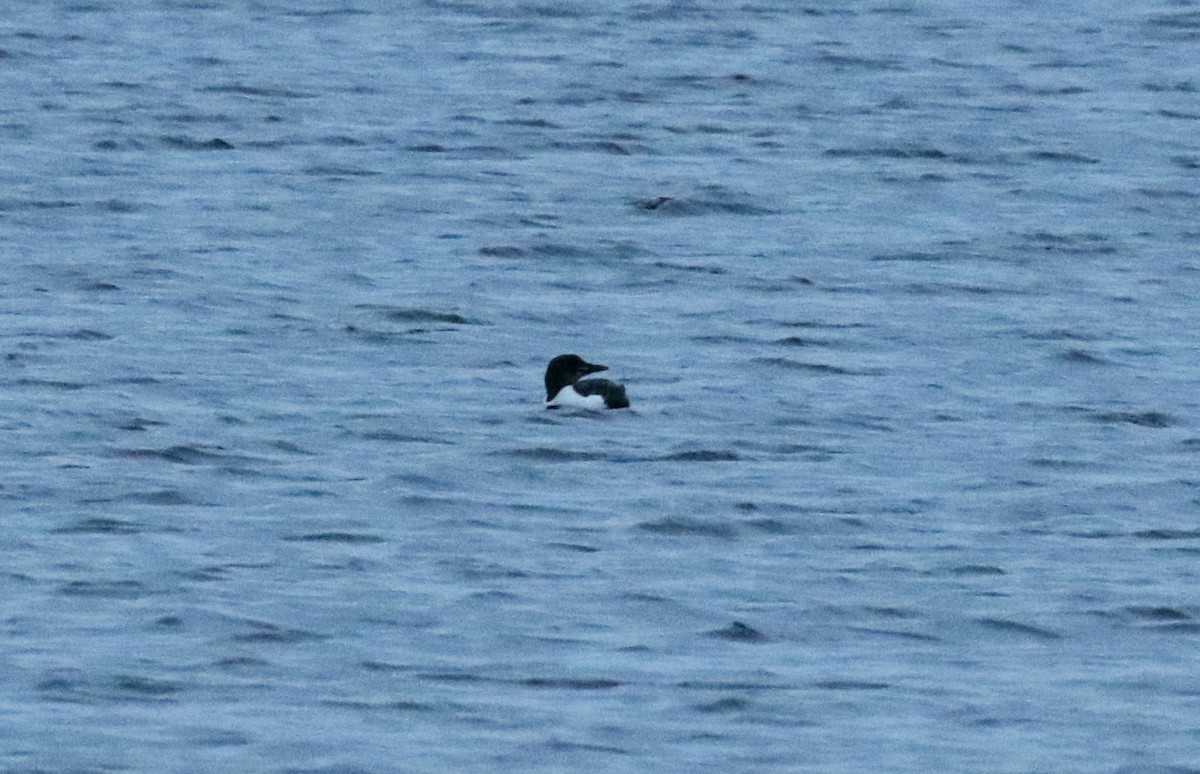 Guillemot de Brünnich - ML633893743