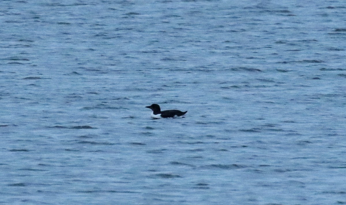 Guillemot de Brünnich - ML633893744