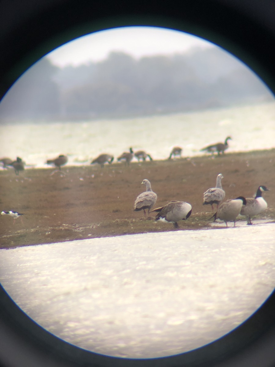 Cape Barren Goose - ML633893808