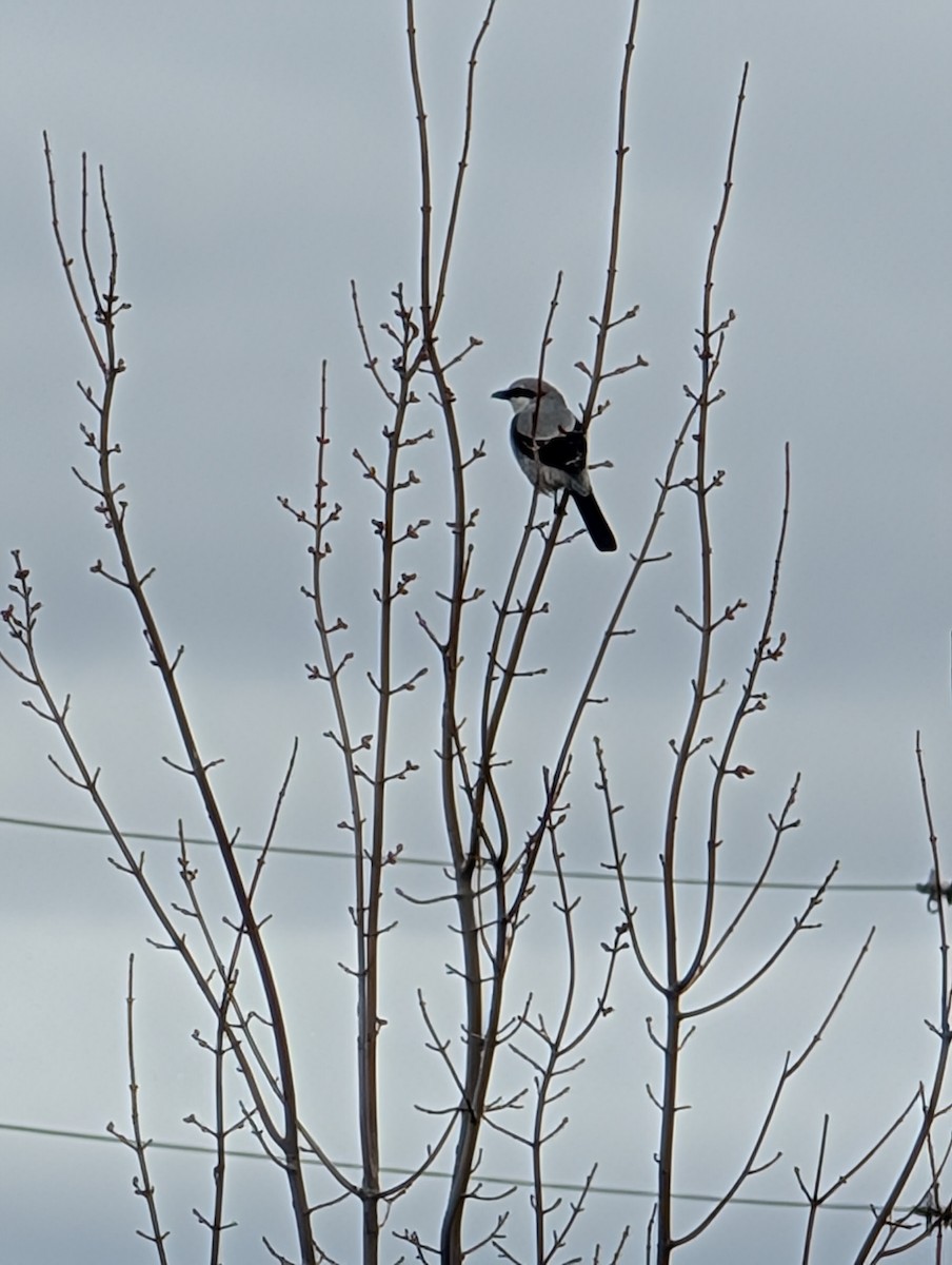 Northern Shrike - Elle Vee