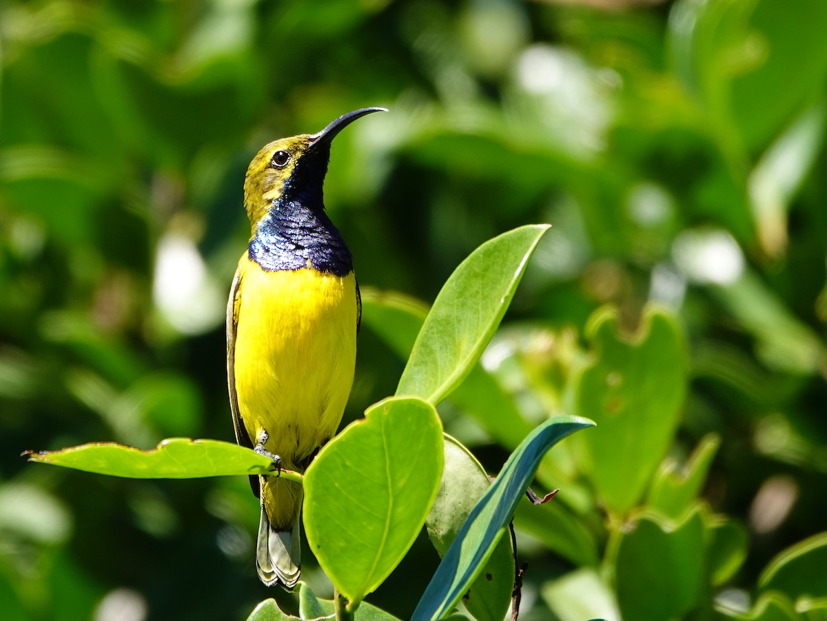 Sahul Sunbird - ML633893825