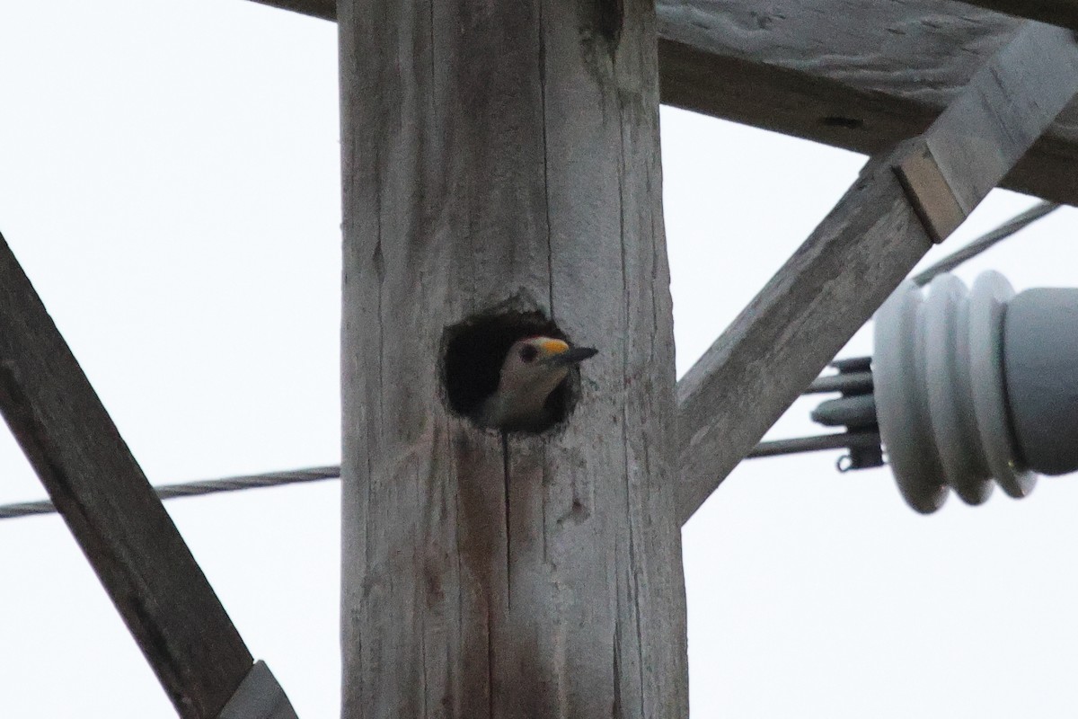 Golden-fronted Woodpecker - ML633893909