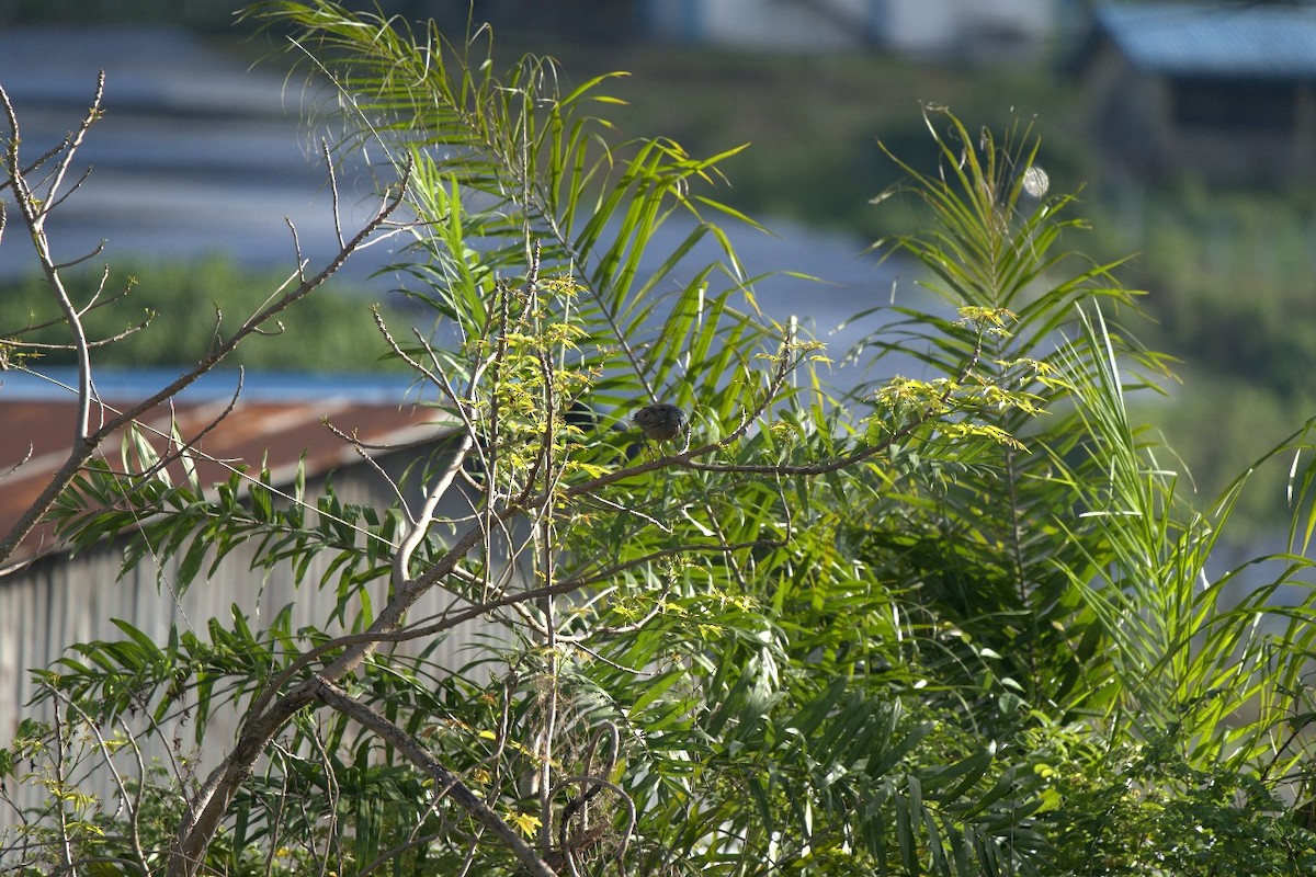 Little Heron - ML633893977