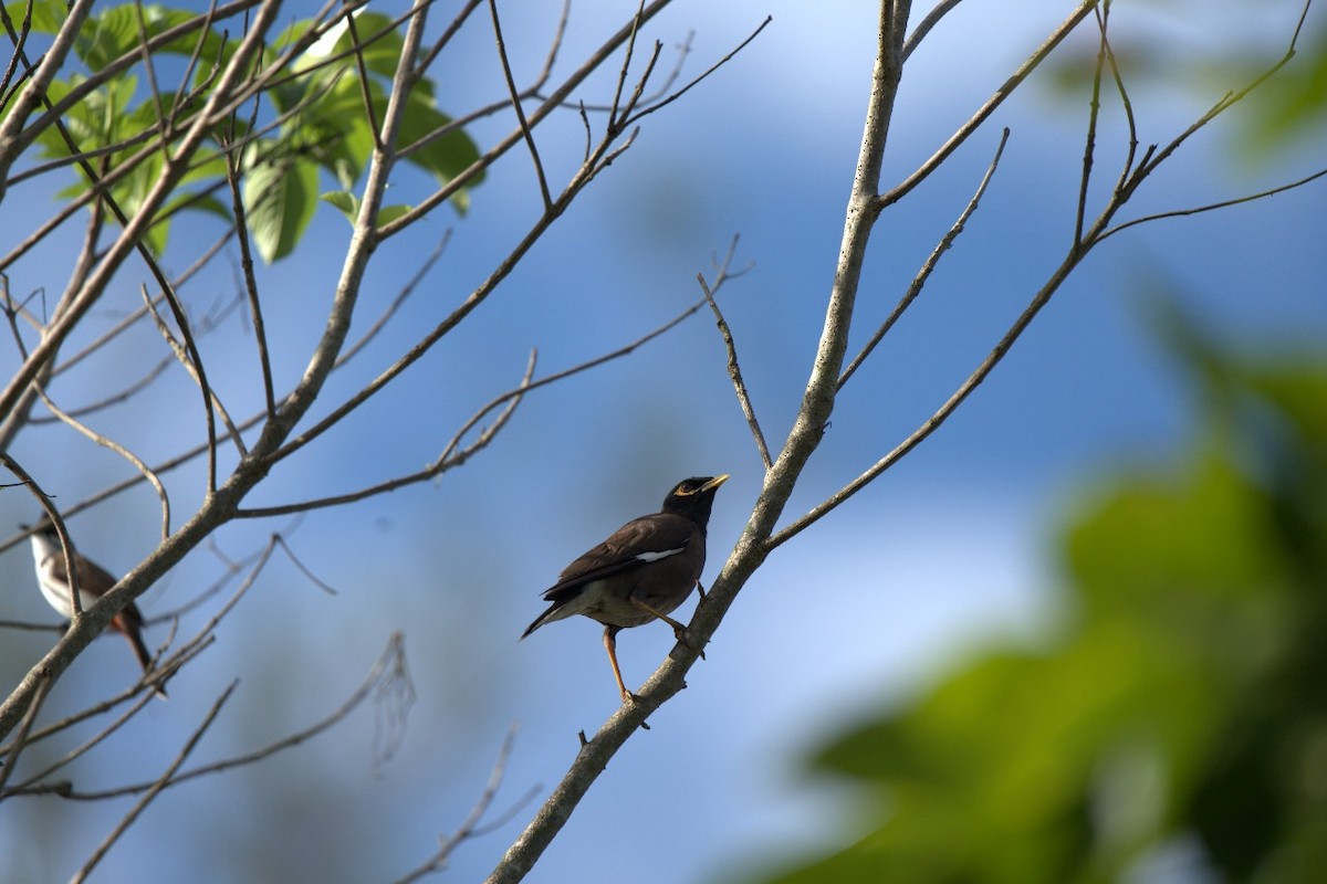 Common Myna - ML633893981