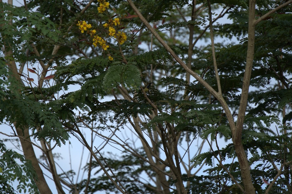 Ornate Sunbird - ML633893983