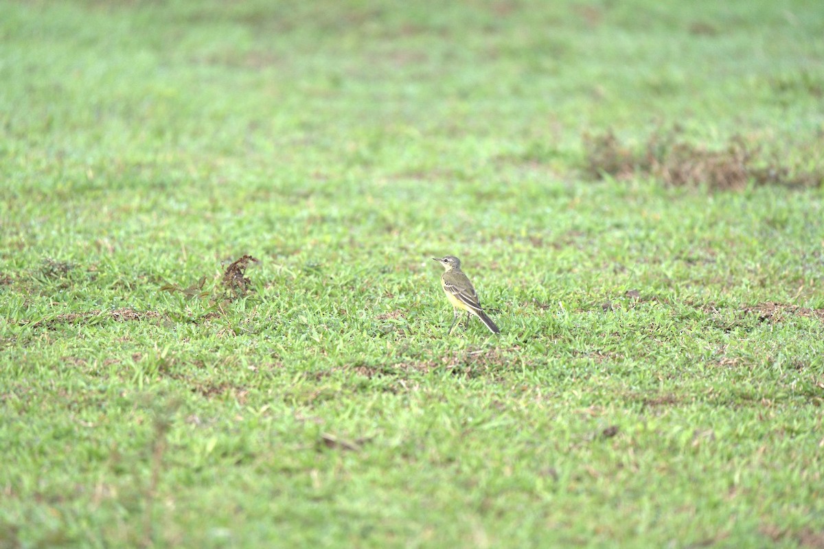 Eastern Yellow Wagtail - ML633893990