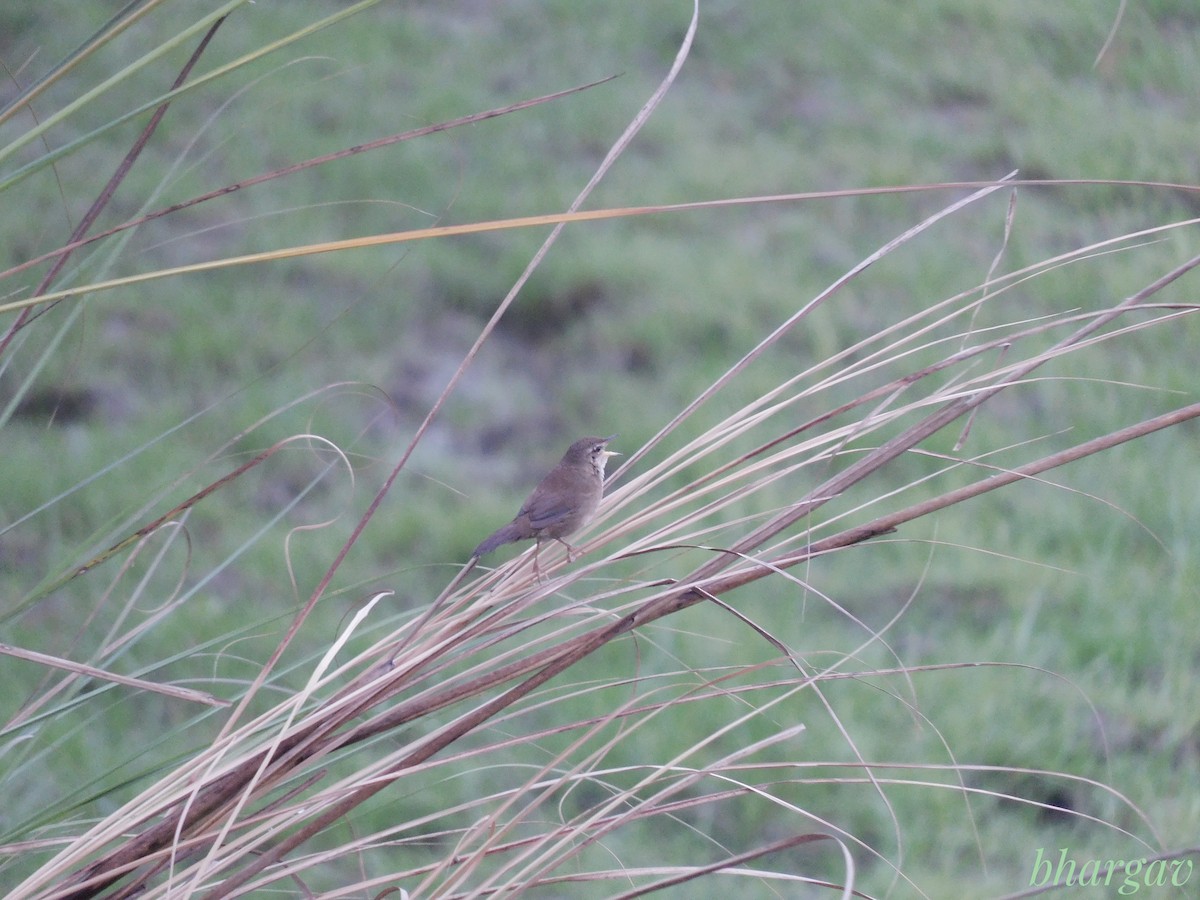 West Himalayan Bush Warbler - ML633894063