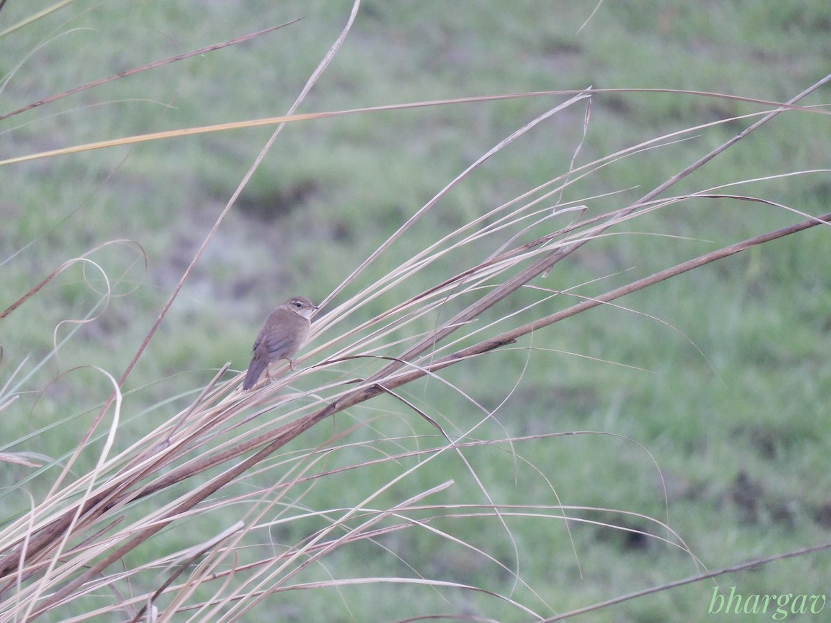 West Himalayan Bush Warbler - ML633894064