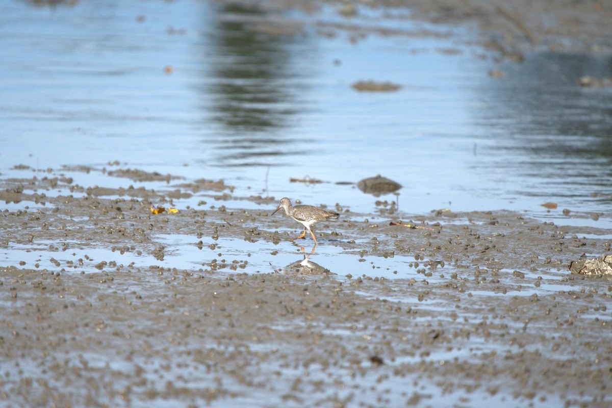 Common Redshank - ML633894096