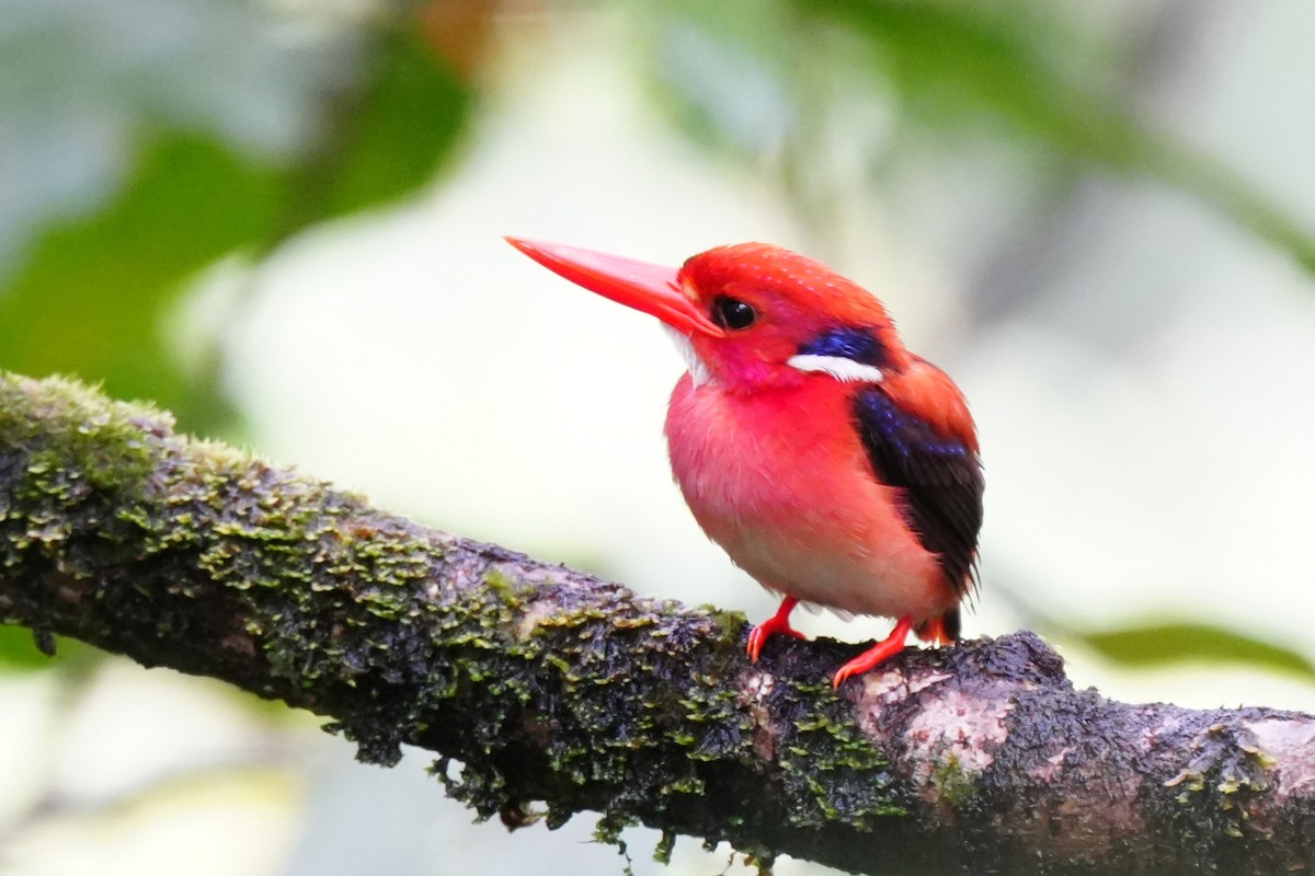 Philippine Dwarf-Kingfisher - ML633894146