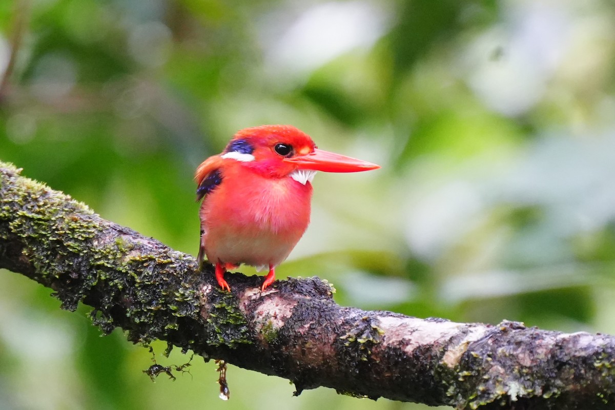 Philippine Dwarf-Kingfisher - ML633894149