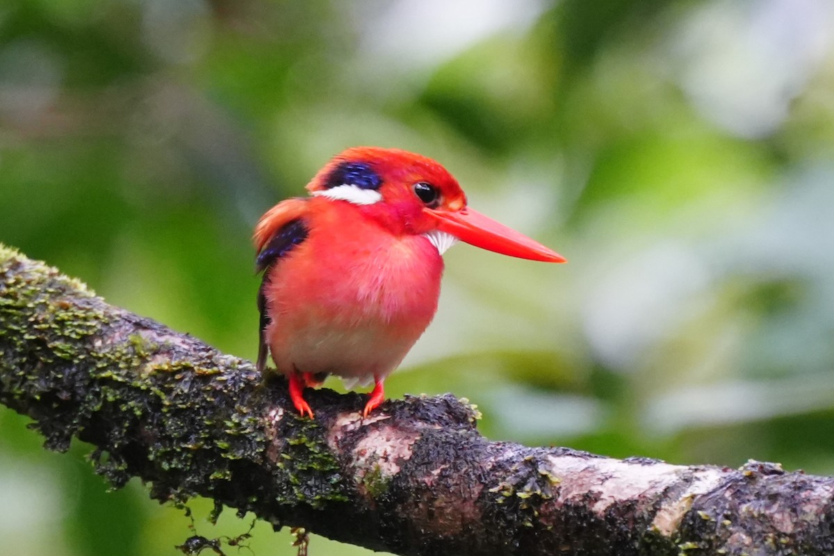 Philippine Dwarf-Kingfisher - ML633894152
