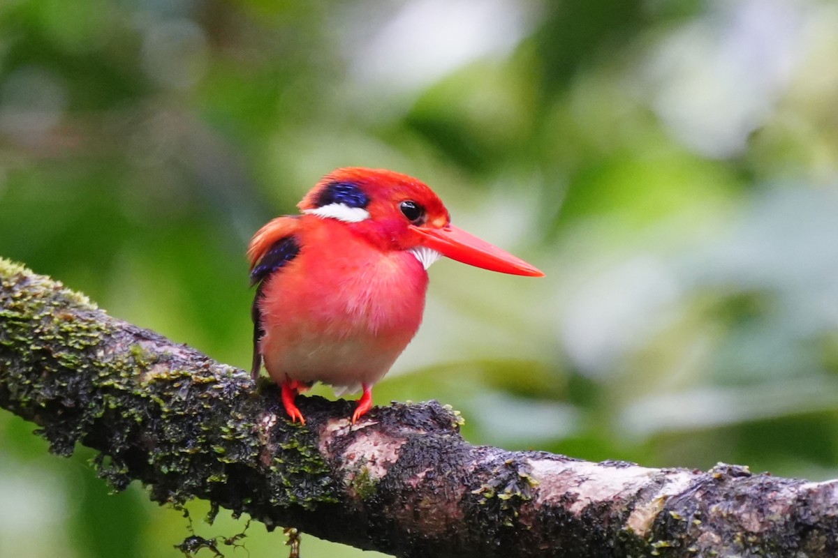 Philippine Dwarf-Kingfisher - ML633894153
