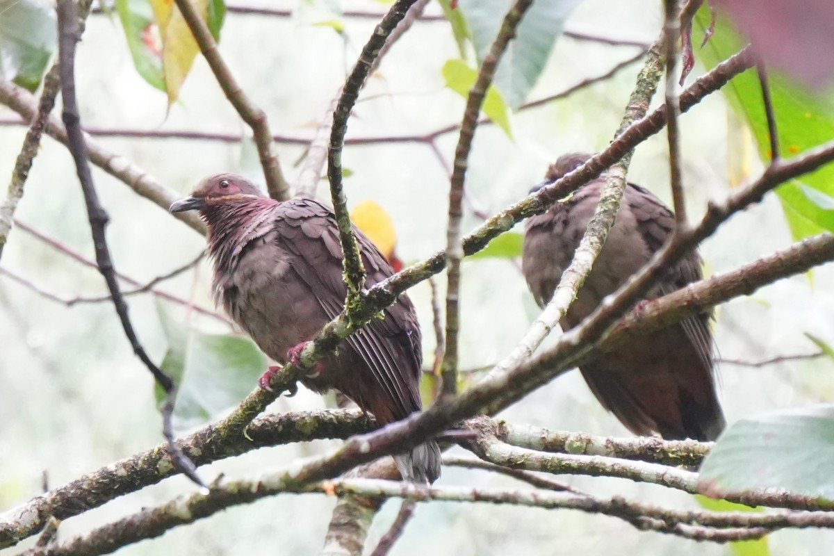 Amethyst Brown-Dove - ML633894163