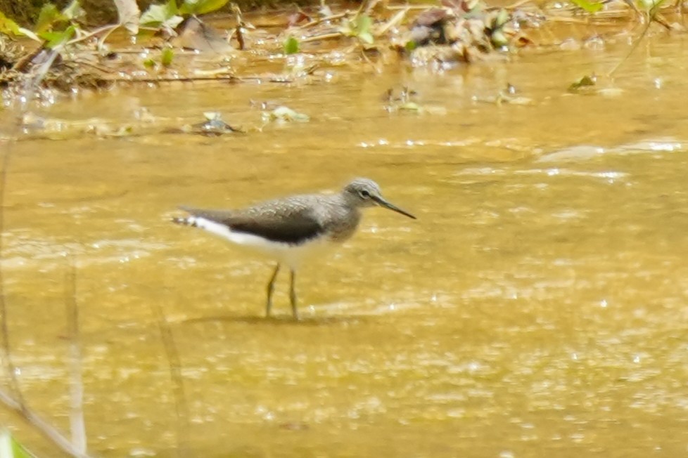 Green Sandpiper - ML633894196