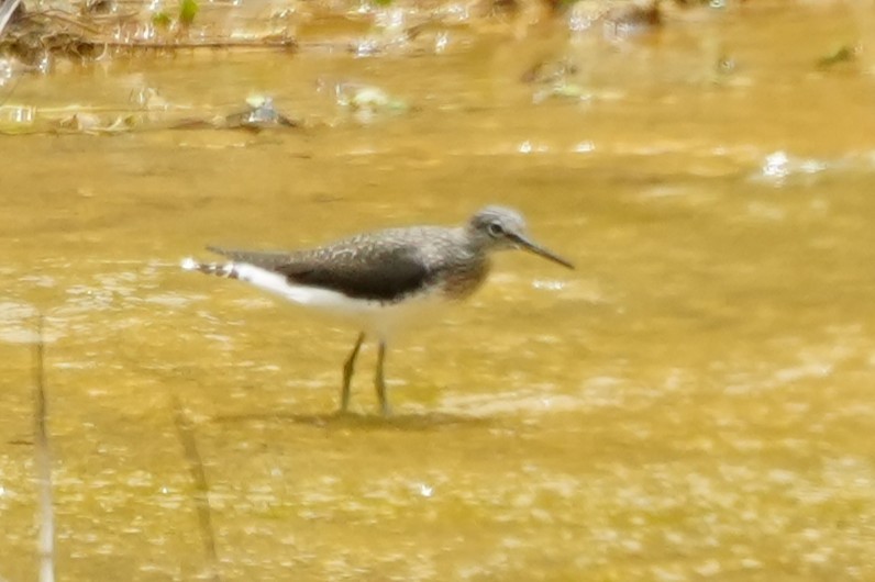 Green Sandpiper - ML633894197