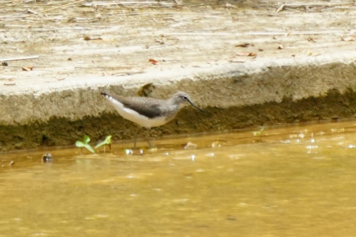 Green Sandpiper - ML633894198