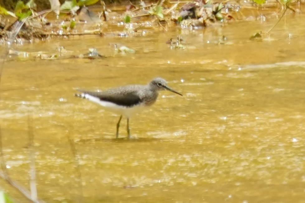 Green Sandpiper - ML633894199