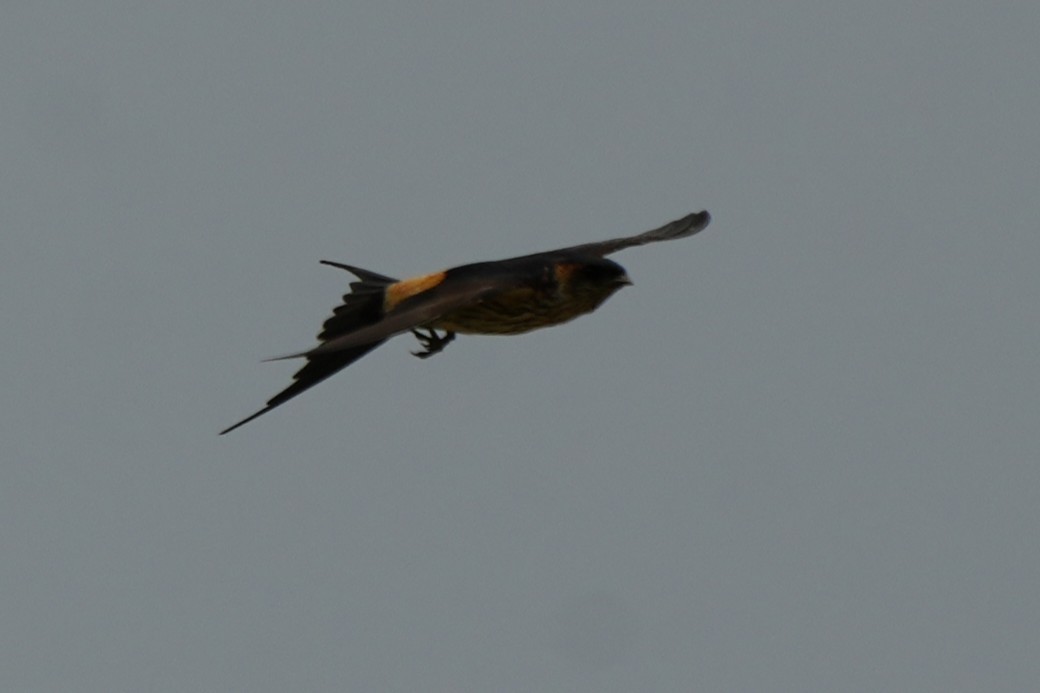 Eastern Red-rumped Swallow (Striated) - ML633894203