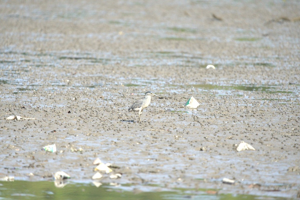 Little Heron - ML633894219