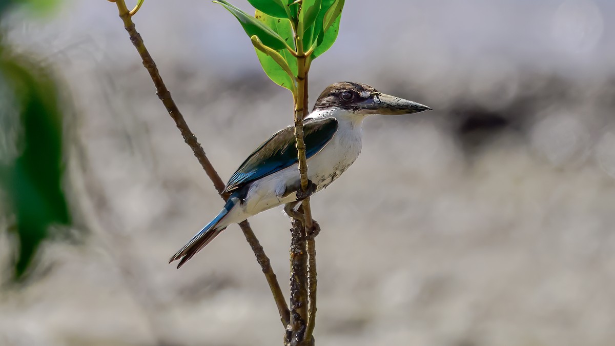 Torresian Kingfisher - ML633894270