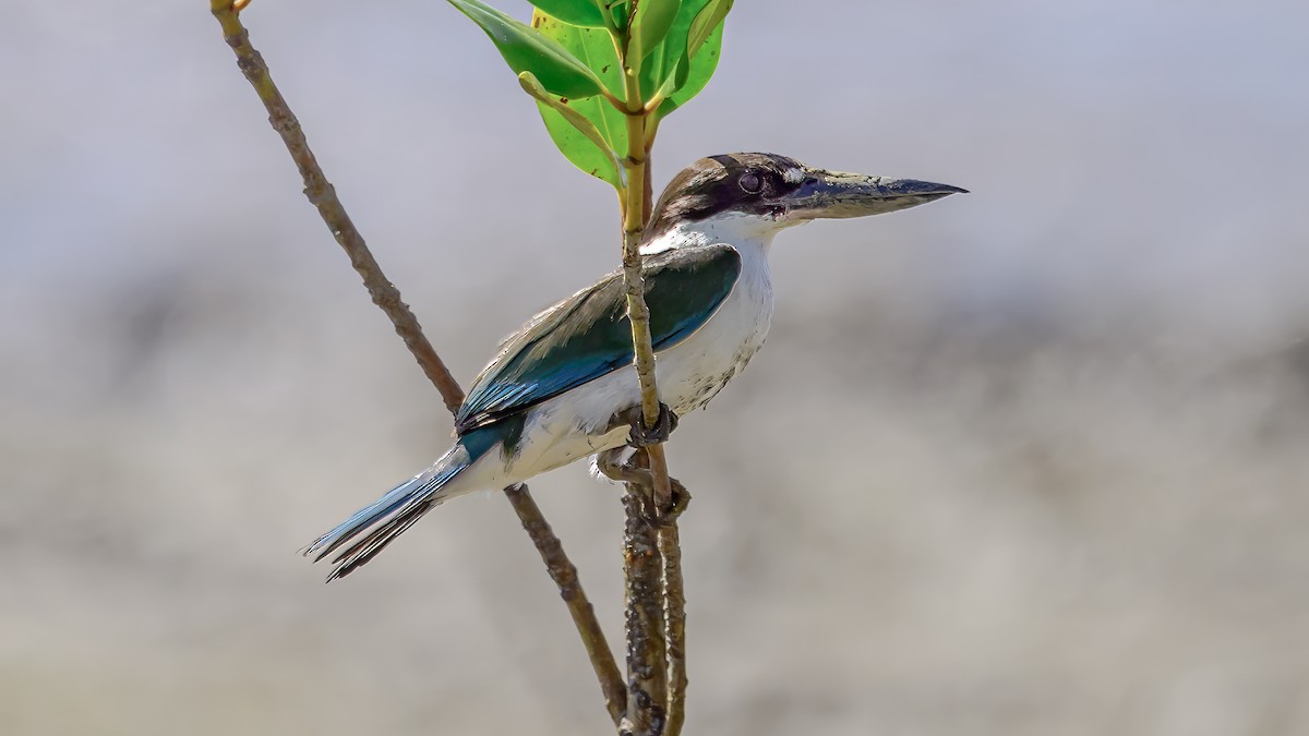 Torresian Kingfisher - ML633894271
