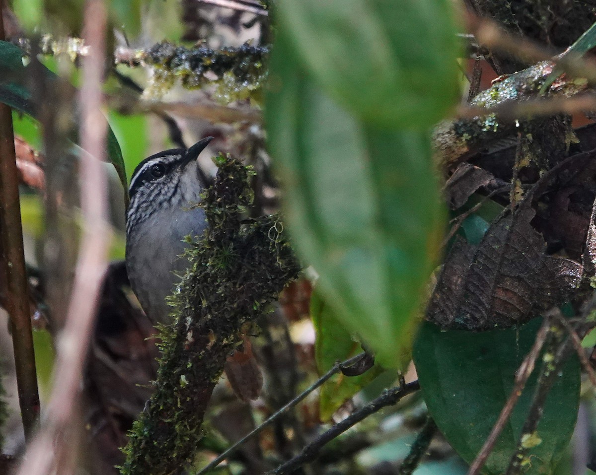 Bar-winged Wood-Wren - ML633894579