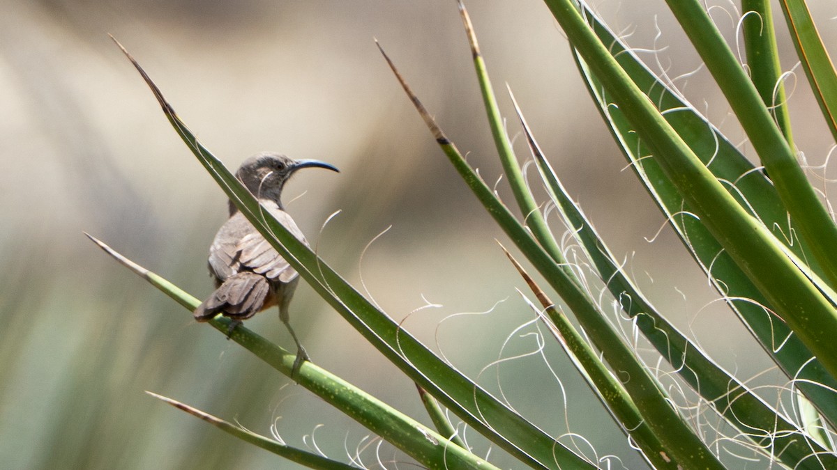 Crissal Thrasher - ML633894581