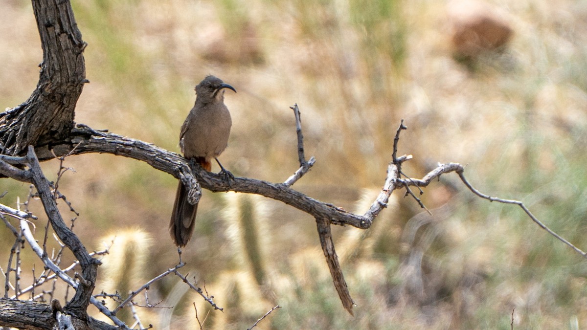 Crissal Thrasher - ML633894582