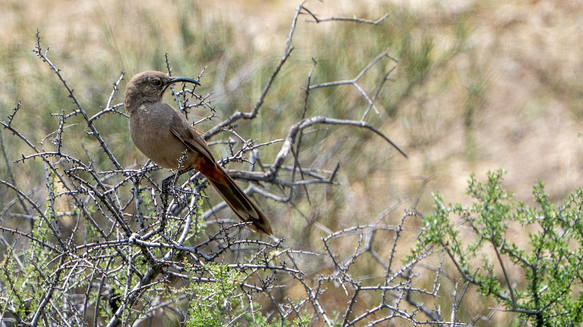 Crissal Thrasher - ML633894583