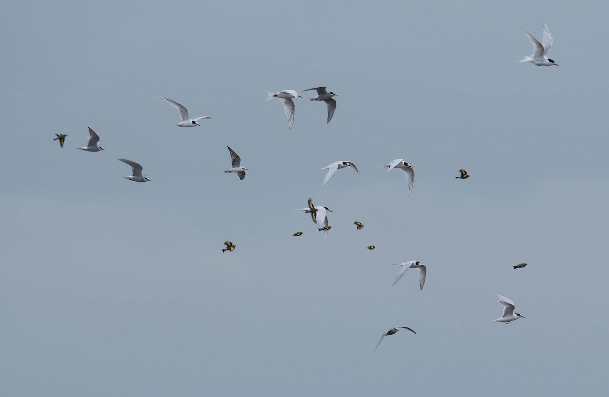White-winged Tern - ML633894602