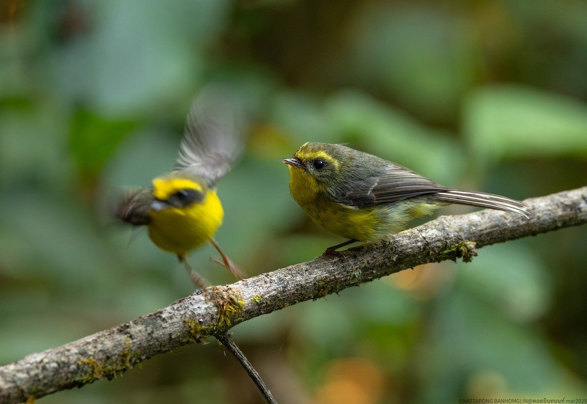Yellow-bellied Fairy-Fantail - ML633894640