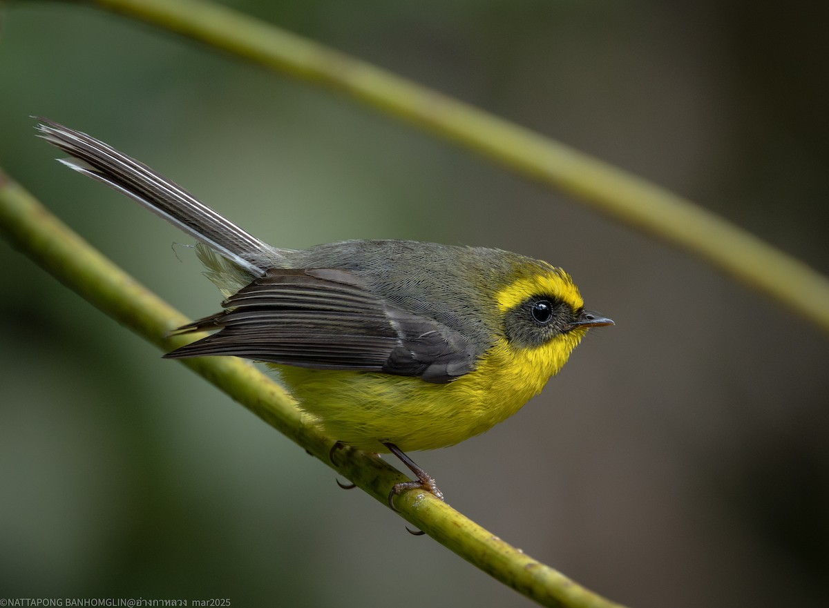 Yellow-bellied Fairy-Fantail - ML633894641
