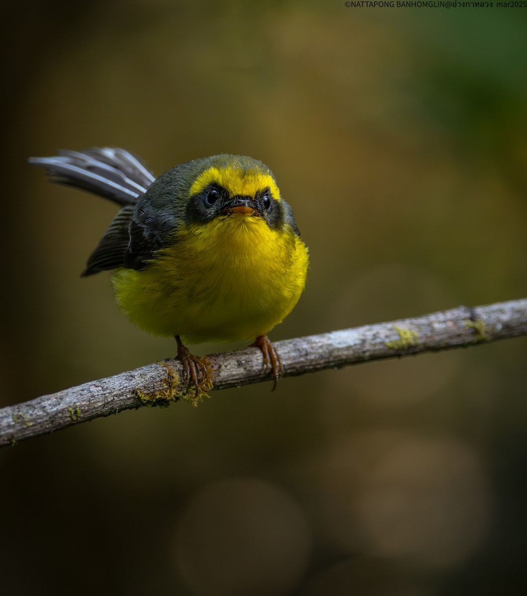 Yellow-bellied Fairy-Fantail - ML633894642