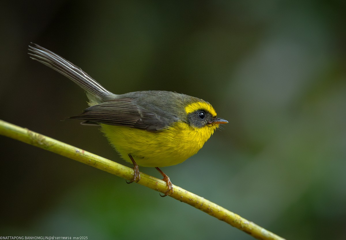 Yellow-bellied Fairy-Fantail - ML633894643