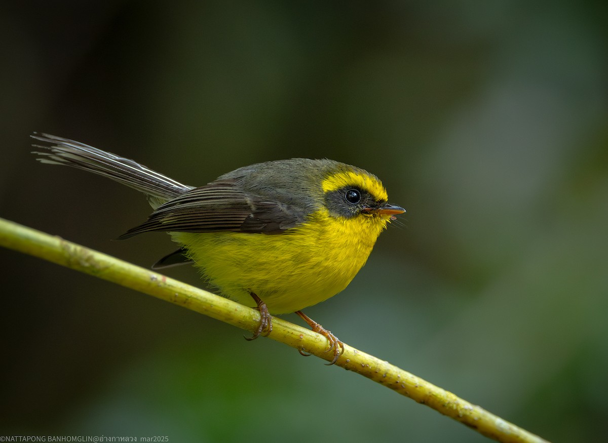 Yellow-bellied Fairy-Fantail - ML633894644