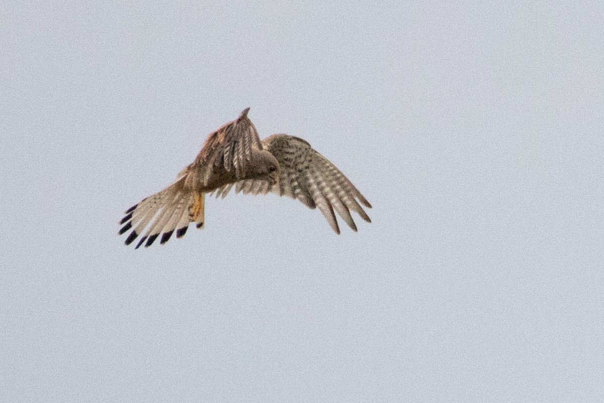 Eurasian Kestrel - ML633894661