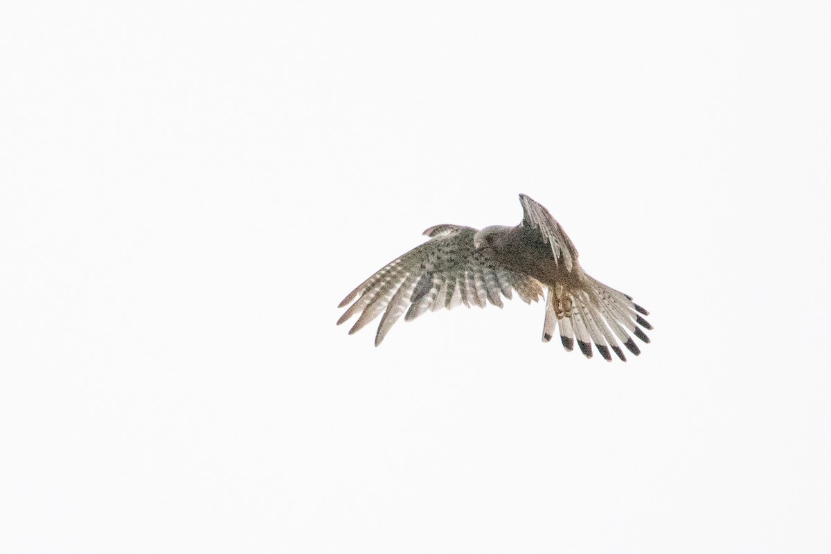 Eurasian Kestrel - ML633894663