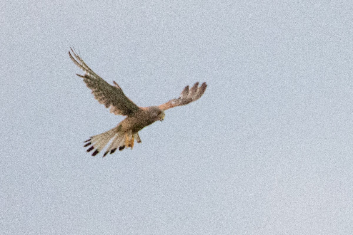 Eurasian Kestrel - ML633894664