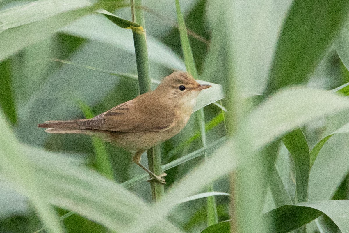 Common Reed Warbler - ML633894668