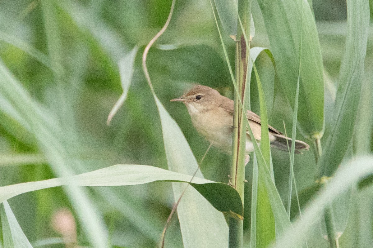 Common Reed Warbler - ML633894669