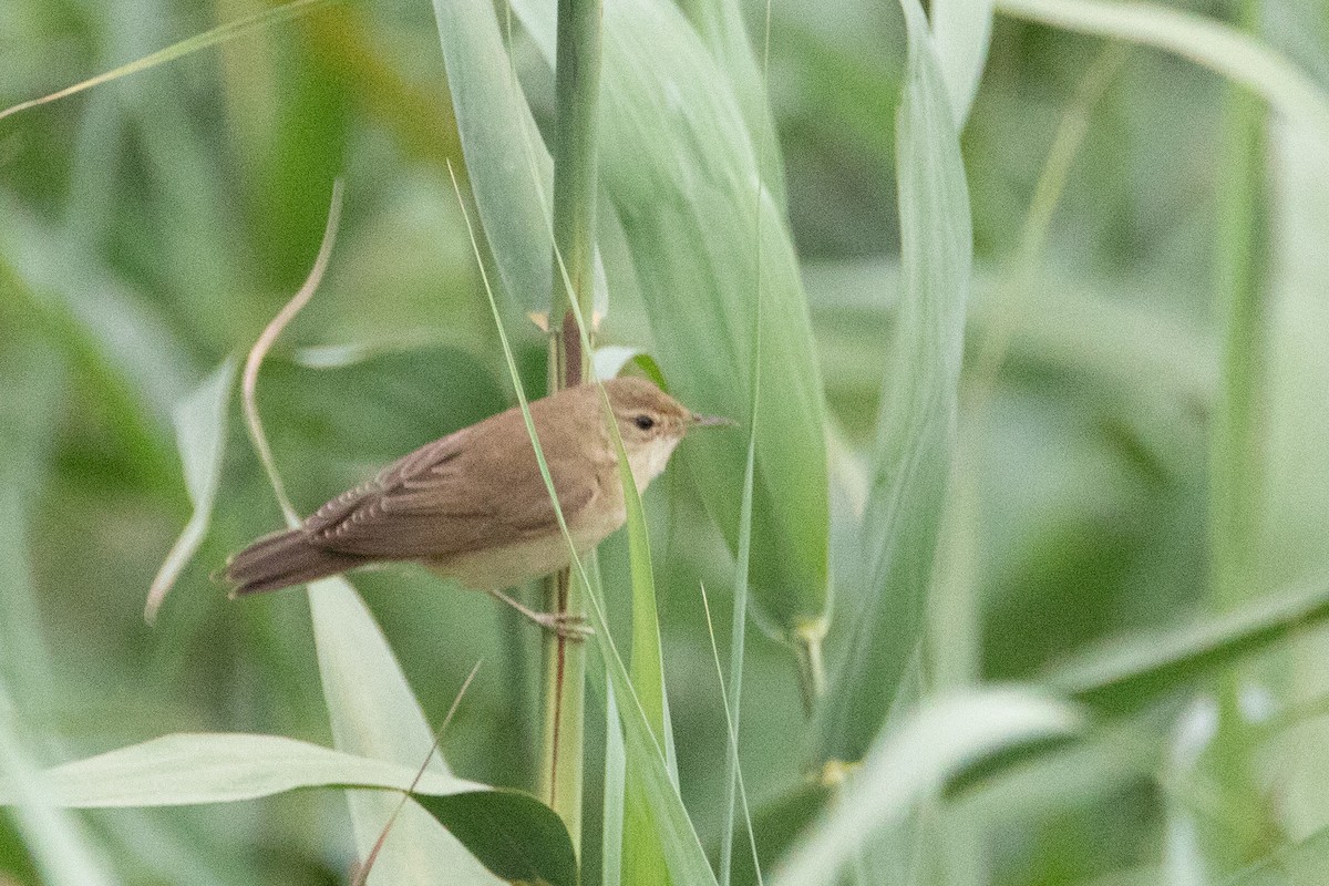 Common Reed Warbler - ML633894670