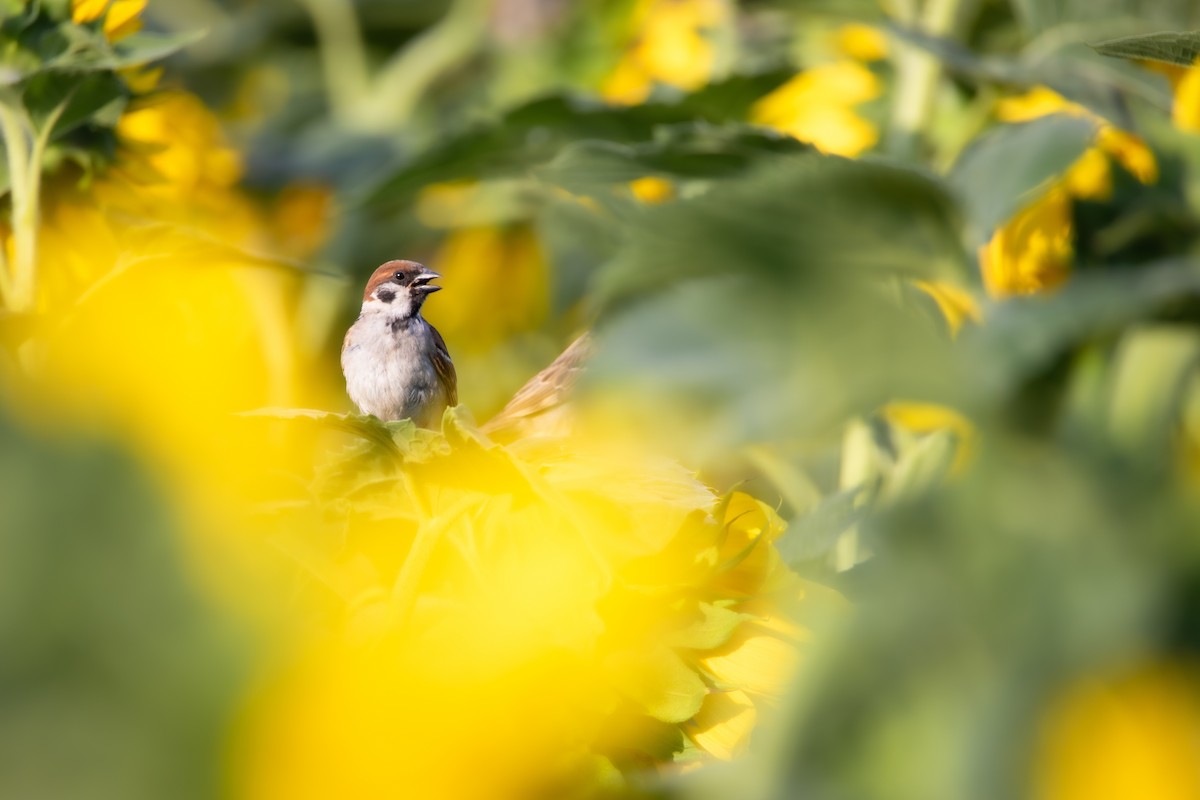 Eurasian Tree Sparrow - ML633894677