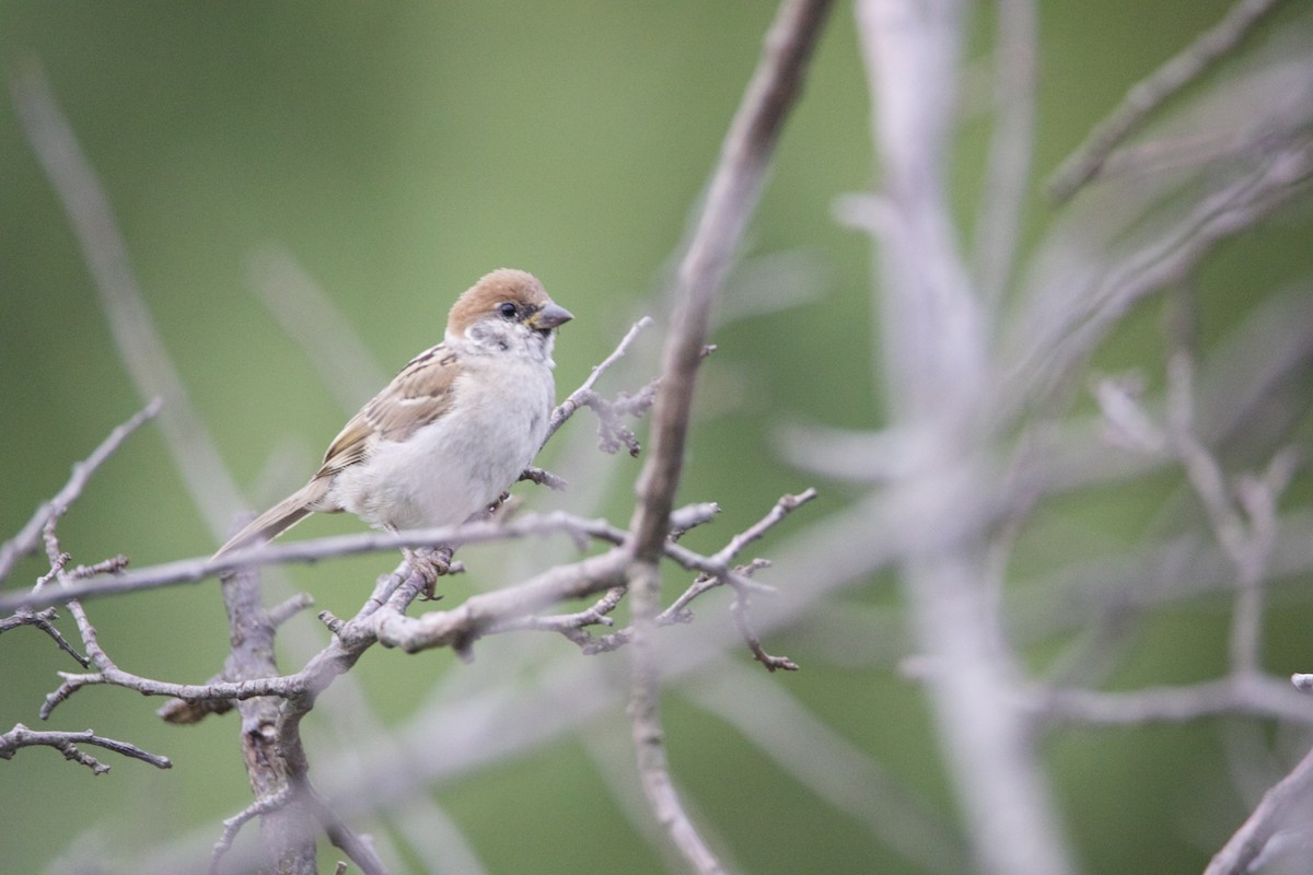 Eurasian Tree Sparrow - ML633894678
